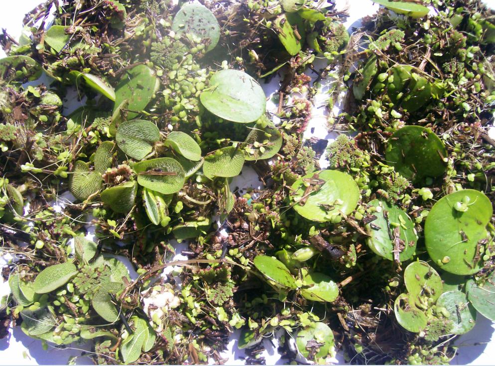 plantas 2